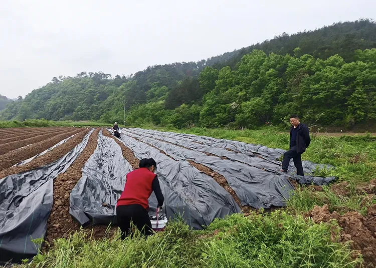 Black Biodegradable Weed Barrier Fabric