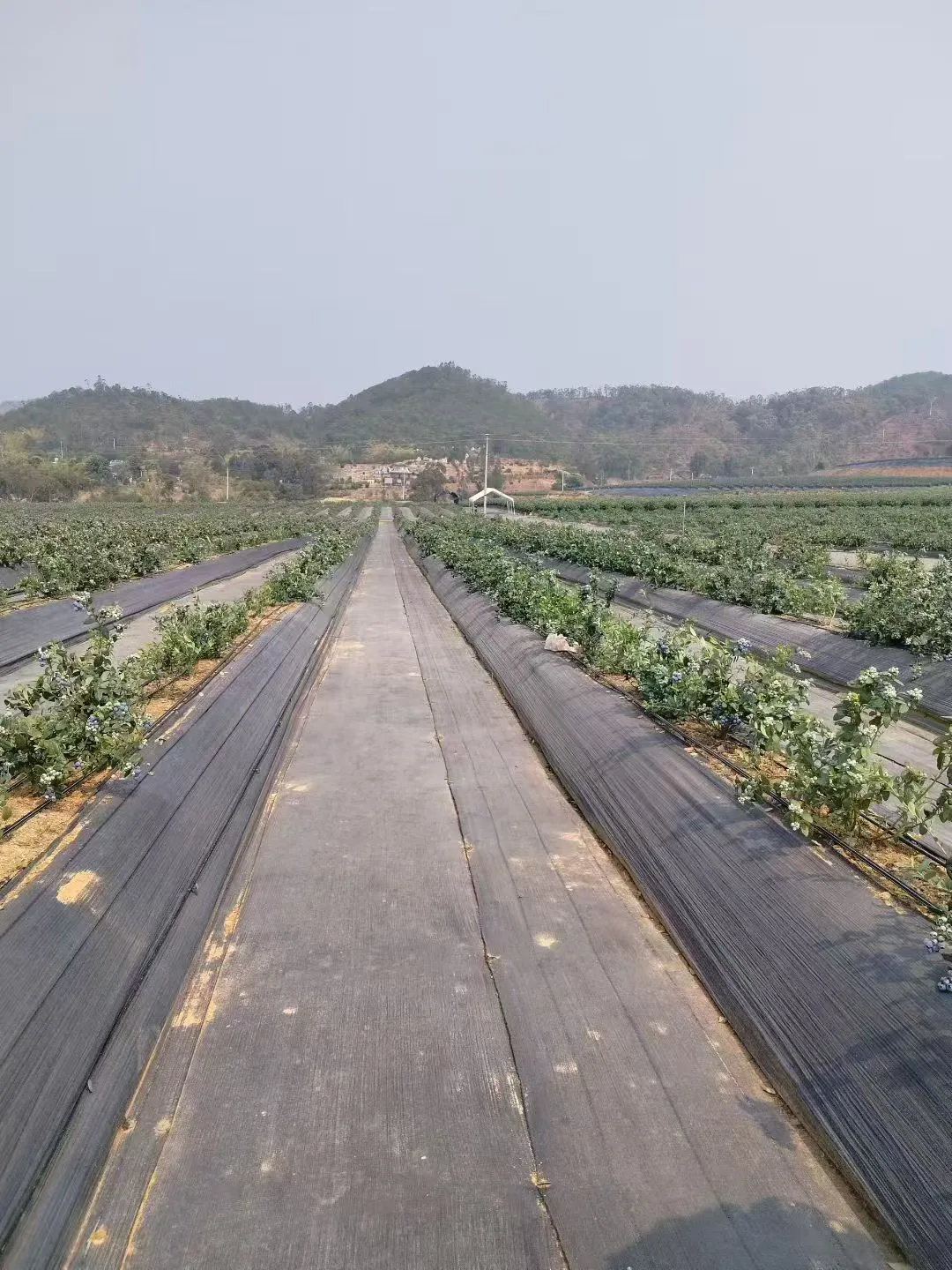 Landscape Weed Barrier Fabric
